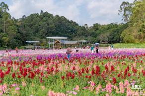 甘坑都市田园花海