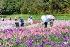 甘坑都市田园花海