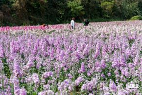 甘坑都市田园花海