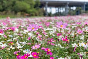 甘坑都市田园花海