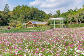 甘坑都市田园花海