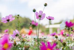 甘坑都市田园花海