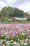 甘坑都市田园花海
