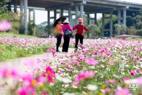 甘坑都市田园花海