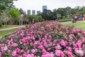 龙潭公园月季