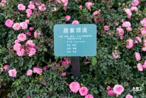 龙潭公园月季