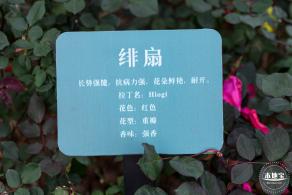 龙潭公园月季