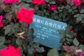 龙潭公园月季