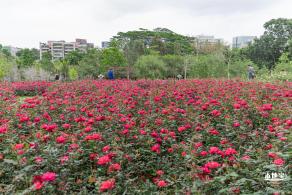 龙潭公园月季