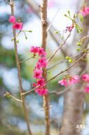 华英路樱花