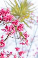 华英路樱花
