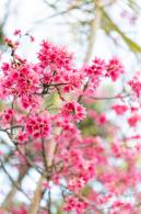 华英路樱花