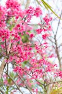 华英路樱花