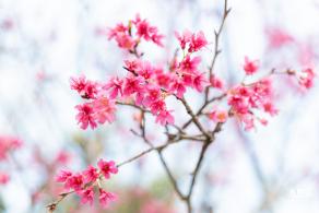 华英路樱花
