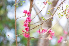 华英路樱花