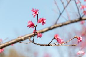 华英路樱花