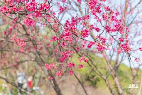 华英路樱花