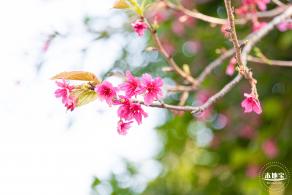 华英路樱花