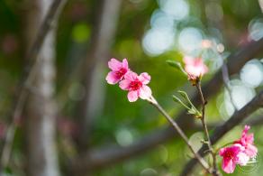 华英路樱花