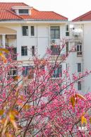 华英路樱花