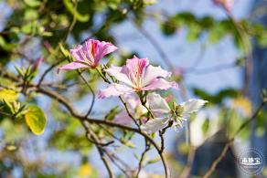 华英路樱花