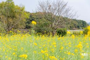 版画村油菜花田