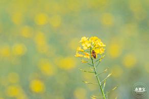 版画村油菜花田