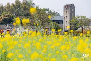 版画村油菜花田