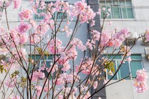 富泉路-紫花风铃木