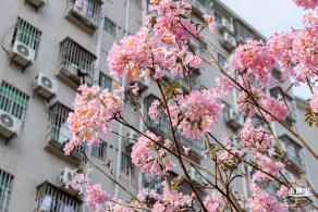 富泉路-紫花风铃木