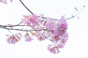 富泉路-紫花风铃木
