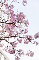 富泉路-紫花风铃木