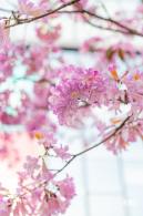 富泉路-紫花风铃木