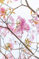 富泉路-紫花风铃木