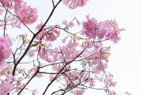 富泉路-紫花风铃木