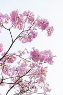 富泉路-紫花风铃木
