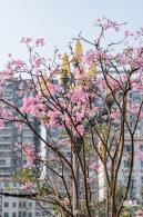 富泉路-紫花风铃木