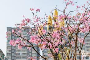 富泉路-紫花风铃木