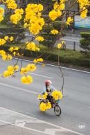 黄花风铃林