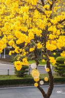 黄花风铃林