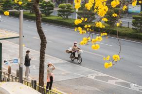 黄花风铃林