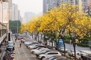 黄花风铃林