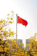 黄花风铃林
