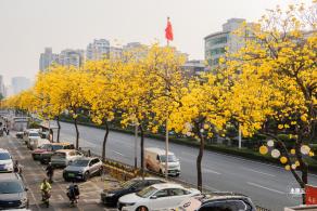 黄花风铃林