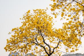 黄花风铃林
