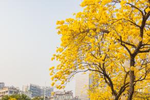 黄花风铃林