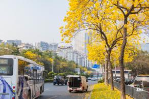 黄花风铃林