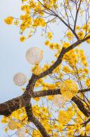黄花风铃林
