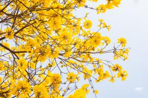 黄花风铃林