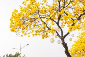 黄花风铃林